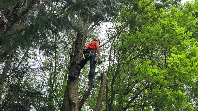 How Our Tree Care Process Works  in  Riverview, FL